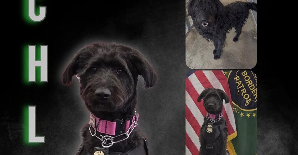 Perra rescatada de El Paso se convierte en K9 de apoyo emocional para la Patrulla Fronteriza