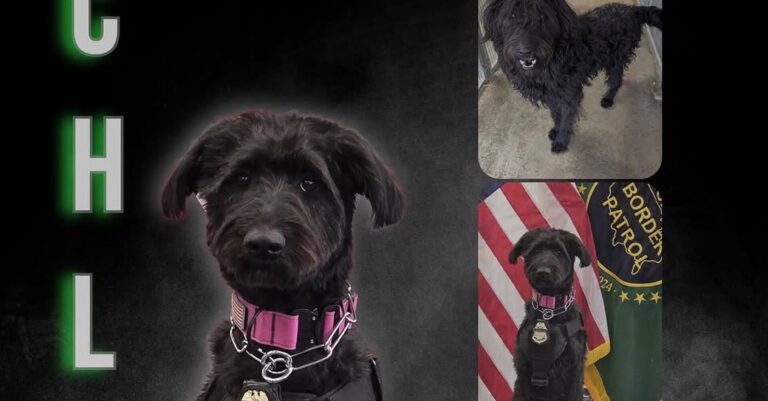 Perra rescatada de El Paso se convierte en K9 de apoyo emocional para la Patrulla Fronteriza