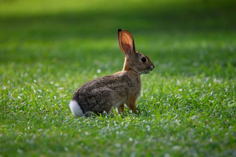 Alerta de Tularemia en Larimer County: Recomendaciones para Protegerse