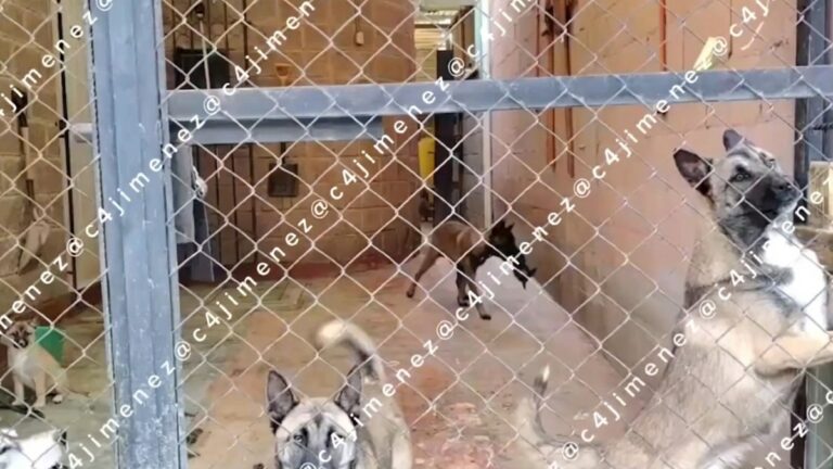 Perros Abandonados en Ixtapaluca Necesitan Ayuda Urgente