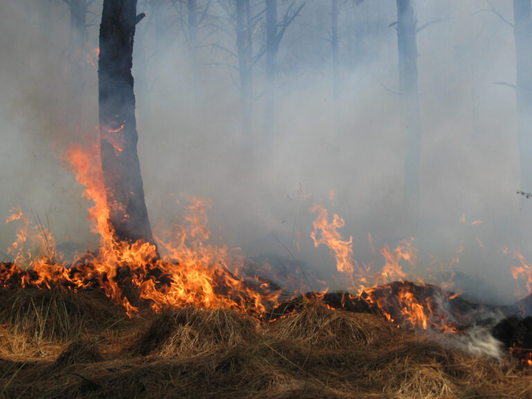CAL FIRE Invierte $7.5 Millones en Investigación para Fortalecer la Resiliencia Forestal y Combatir Incendios en California