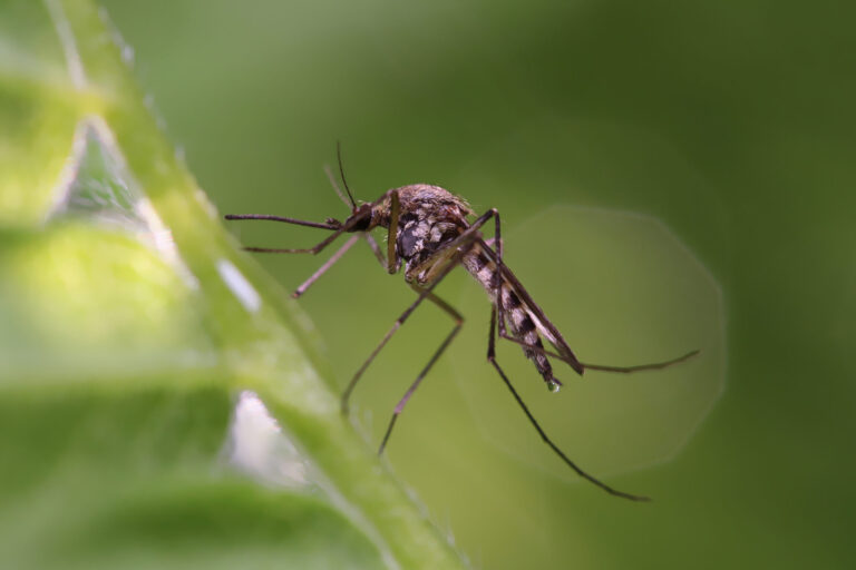 Autoridades de salud alertan por aumento de mosquitos y riesgo de enfermedades en el Valle Imperial