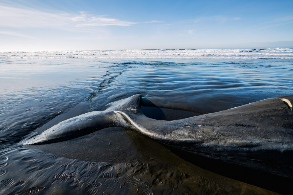 Toxina Domoico Confirmada Como Causa de Muerte de Ballenas en la Bahía de Monterey