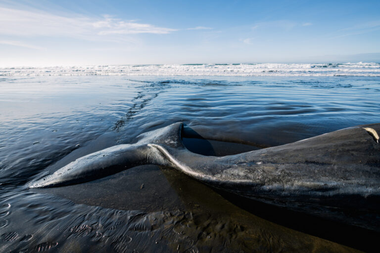 Toxina Domoico Confirmada Como Causa de Muerte de Ballenas en la Bahía de Monterey