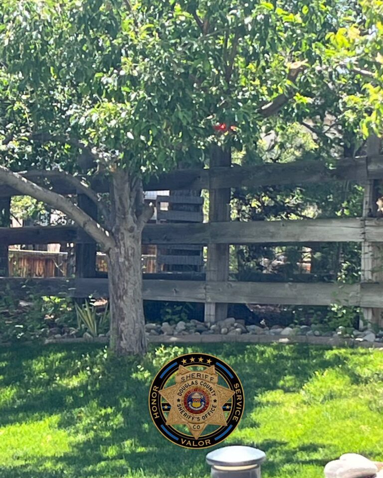 Alerta por oso en vecindarios residenciales al norte de Mountain Vista High School