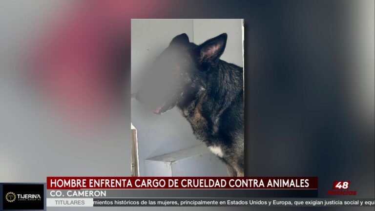 Maltrato animal en Harlingen: rescatan a una pastor alemán y arrestan a un hombre de 66 años