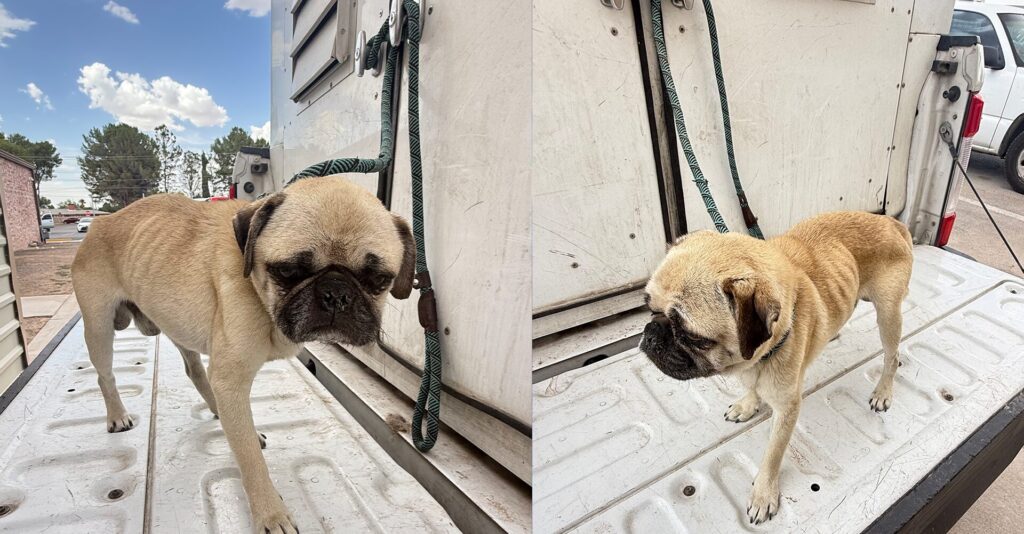 Toby, el pug rescatado en Fabens, sigue bajo cuidados intensivos por complicaciones médicas