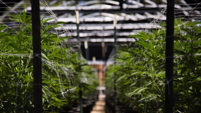 California decomisa más de 63 mil libras de cannabis ilegal en tres meses, según Gavin Newsom