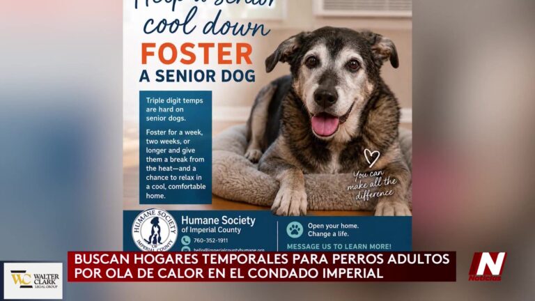 Buscan hogares temporales para perros mayores ante el calor extremo en el Condado de Imperial