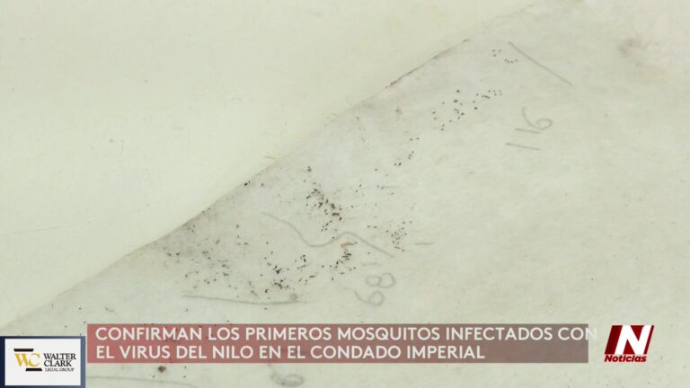 Mosquitos Portadores Del Virus Del Nilo Occidental Detectados En Imperial Y Hauteville Virus del Nilo Occidental