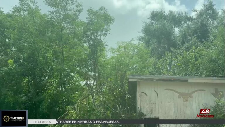 Ataque de abejas en Edimburgo, Willacy, deja varias personas afectadas