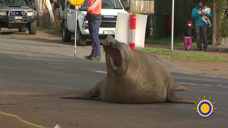 Foca en Tasmania se vuelve celebridad local tras inesperadas apariciones en playas y calles