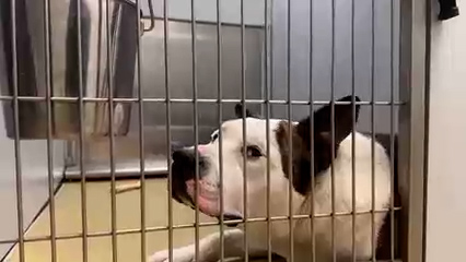 Sociedad Humanitaria del Condado Imperial busca hogares para mascotas rescatadas