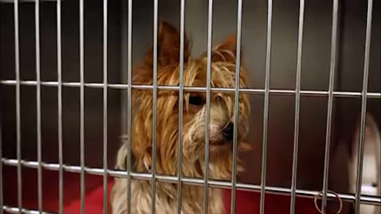San Diego Humane Society recibe 21 perros y ofrece descuentos en adopción en agosto