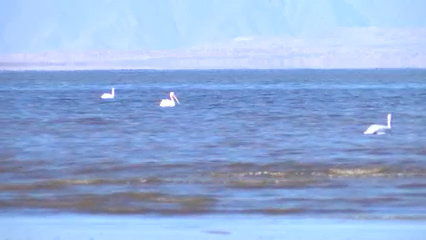 California abrirá consulta pública para definir uso de nuevos hábitats alrededor del Mar de Salton