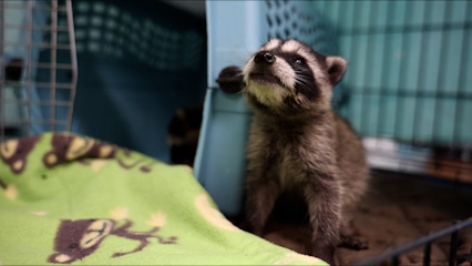 Tres mapaches huérfanos regresan a la naturaleza tras rehabilitación en Ramona