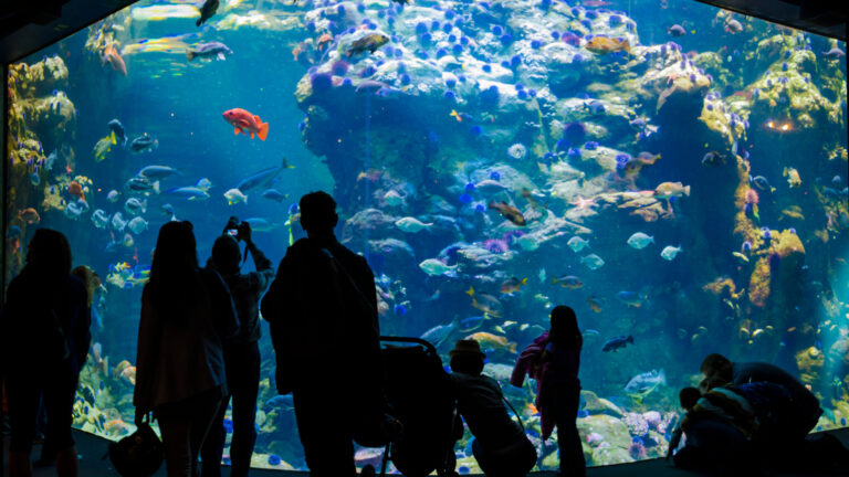 Acuario de Monterey ofrece entradas gratis a residentes del condado en septiembre