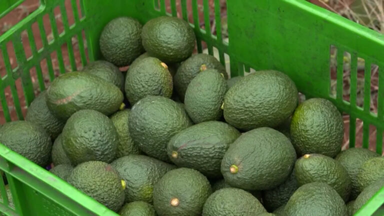 Estados Unidos reanuda exportación de aguacate de Michoacán tras suspensión