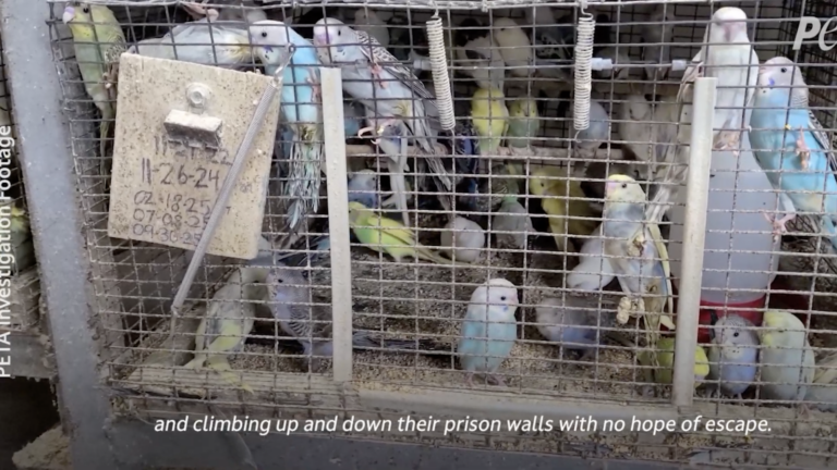 Investigación de PETA denuncia presunto maltrato y condiciones insalubres en criadero de periquitos
