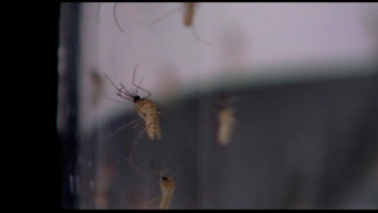 Imperial County refuerza medidas para prevenir mosquitos y virus del Nilo Occidental