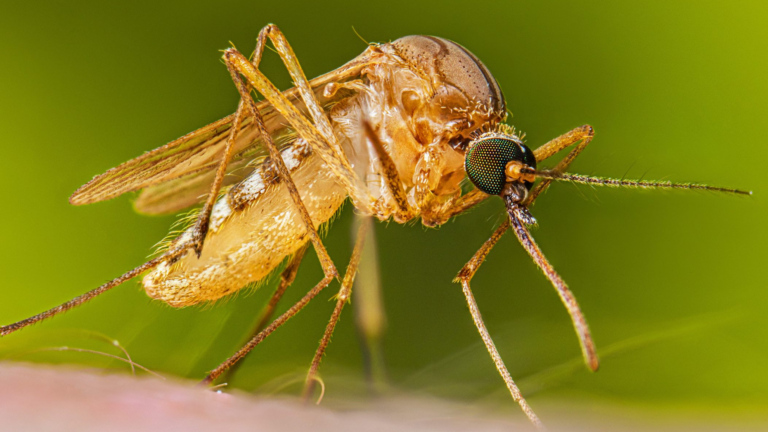 Detectan virus de encefalitis de San Luis en mosquitos de Midland