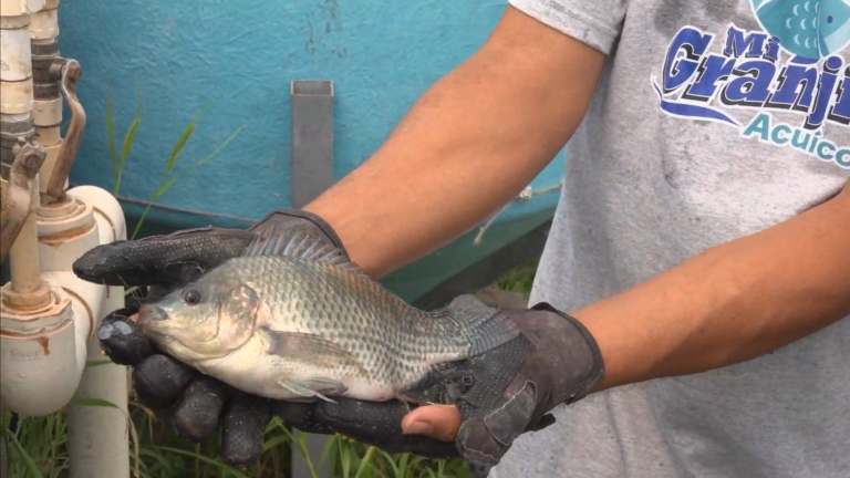 Peces en el desierto: granjas de tilapia desafían el calor y la arena en Samalayuca