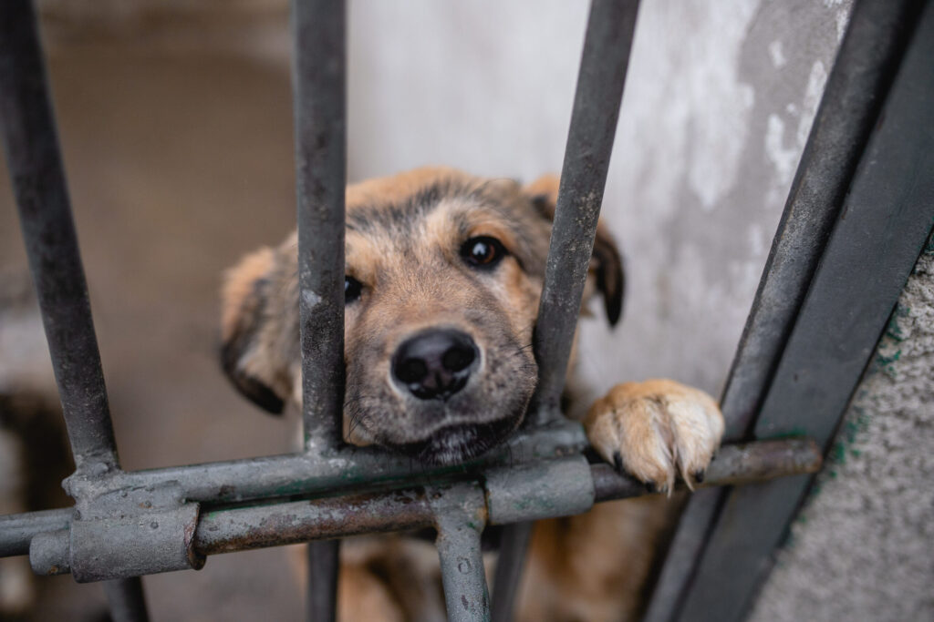 Detectan irregularidades en centros de control animal de Baja California