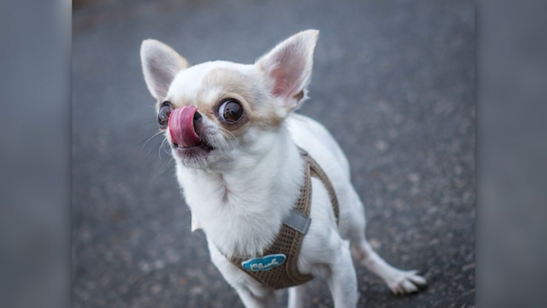 Chihuahuas comparten parte de su historia genética con los coyotes