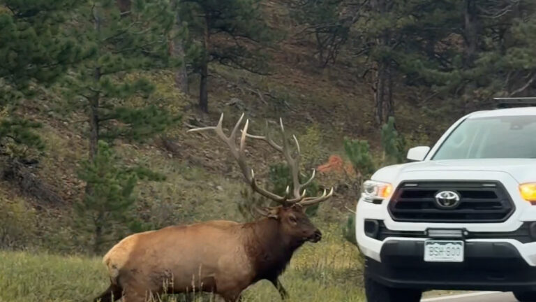 VIDEO: Alce embiste vehículos en plena temporada de apareamiento en Estes Park