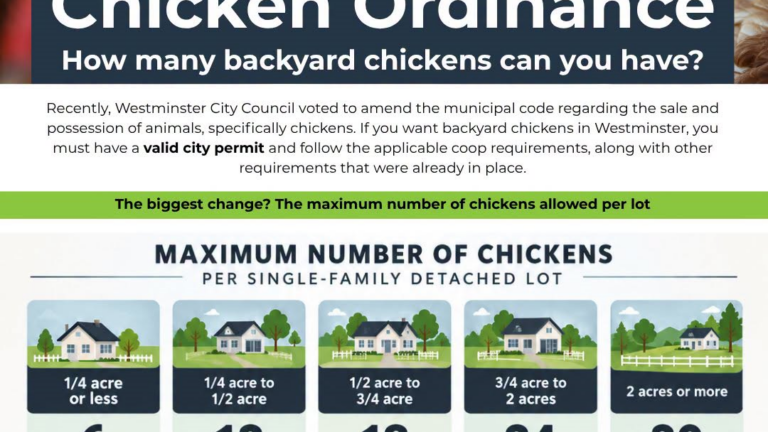 Gallinas: Westminster permite hasta 30 por propiedad, según el tamaño del terreno
