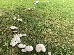 Alerta en Las Cruces y NMSU por proliferación de hongos tóxicos “falsa sombrilla”