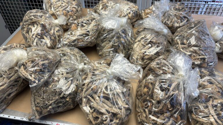 Cultivos ilegales: desmantelan 18 operaciones clandestinas de cannabis en el Condado Nevada