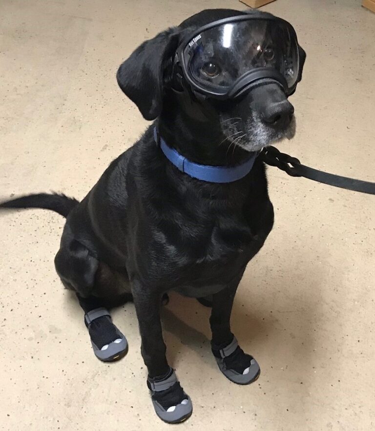 Héroes caninos: fallece el retirado perro policía Bob tras años de servicio en Nevada