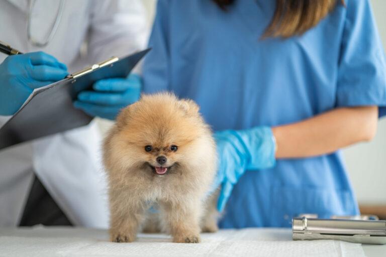 Ofrecen esterilizaciones de bajo costo para mascotas en King City y Greenfield