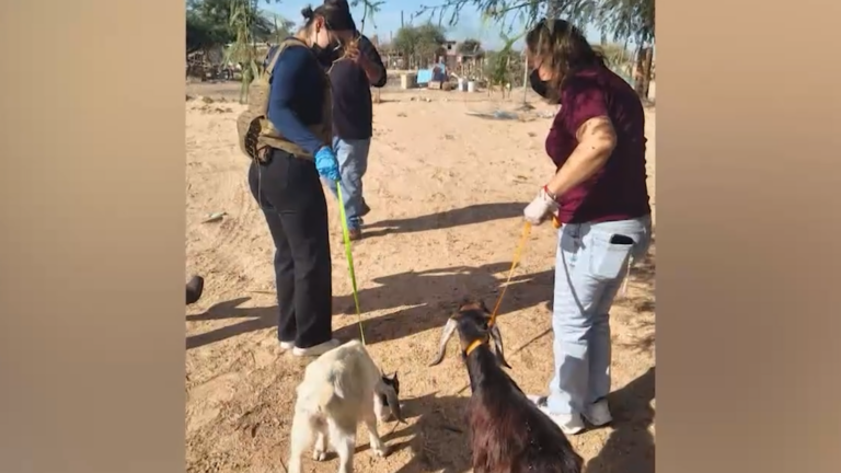 Rescatan a 37 animales durante cateo en el Valle de Mexicali