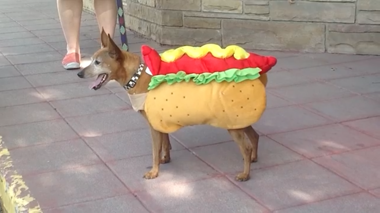Consejos para proteger a las mascotas durante Halloween